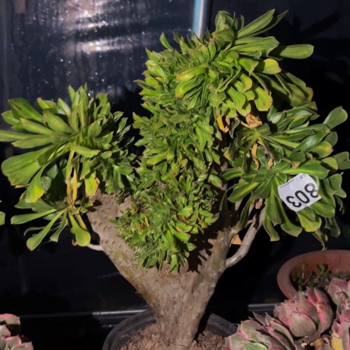 803夕颜多肉植物不售后