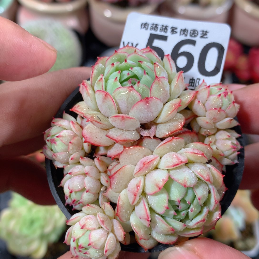 5CM拇指盆精控多肉YY560