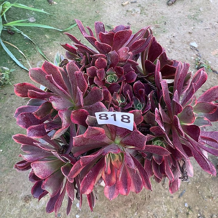 无花朵818金丝，缺外北