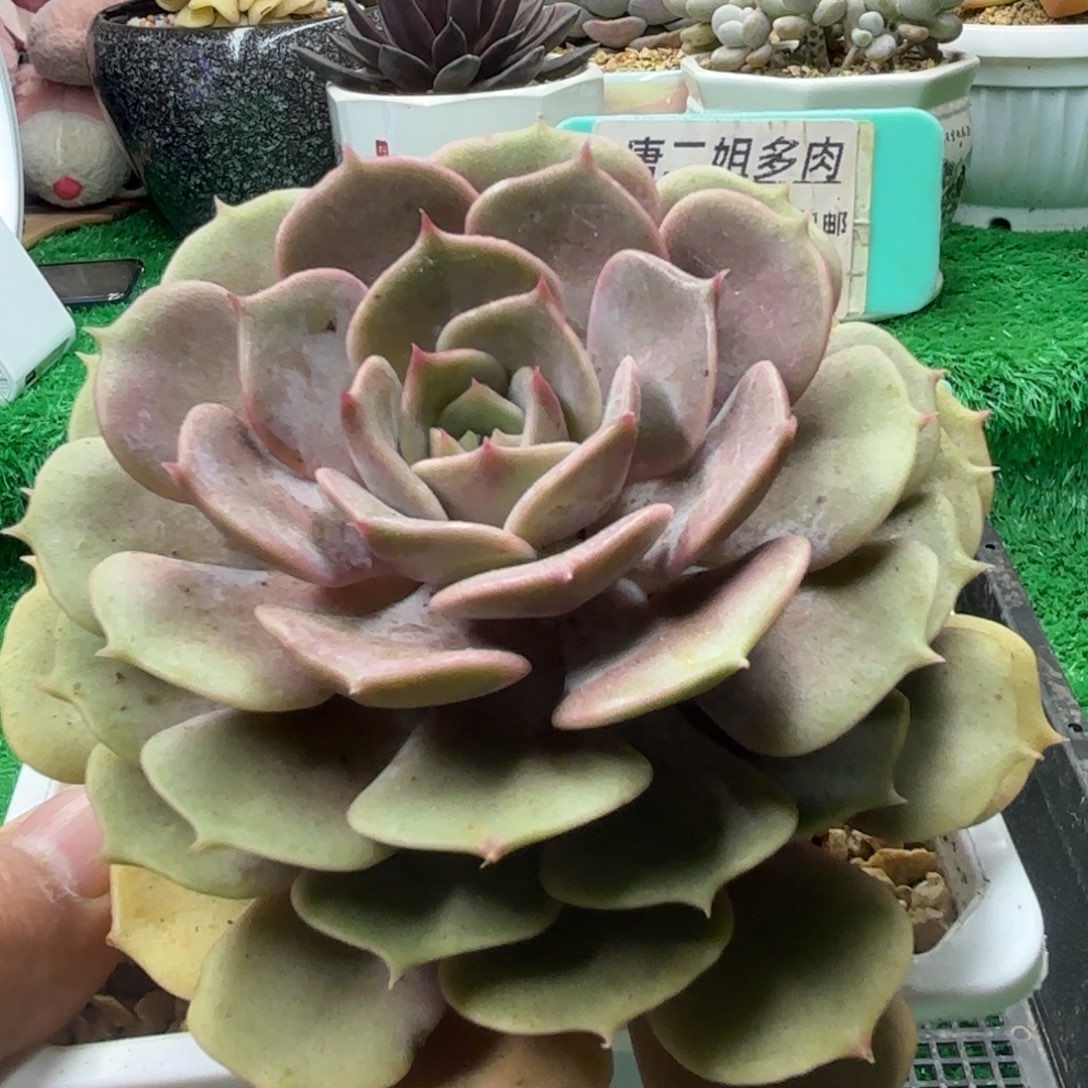 唐二姐多肉编号112