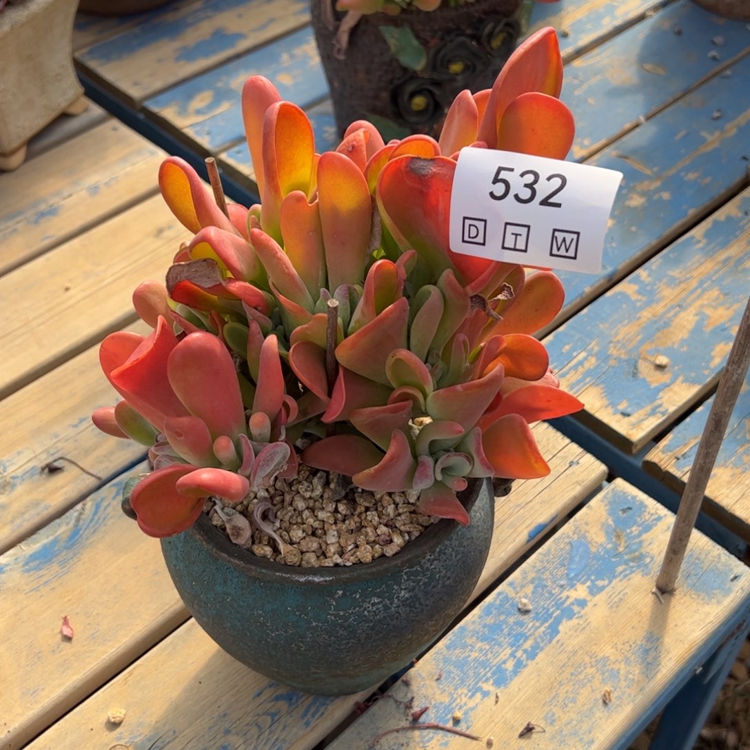 532多肉植物组合盆栽