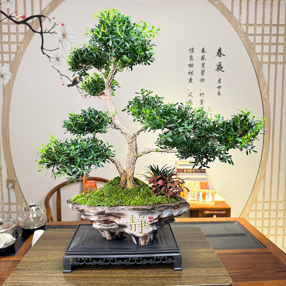 四大名树老桩黄杨秋冬好养老板送礼大气植物室内玄关办公摆件常青