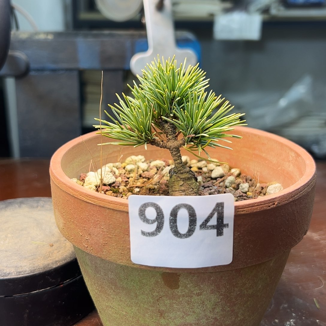 无花朵健健康康快快乐乐