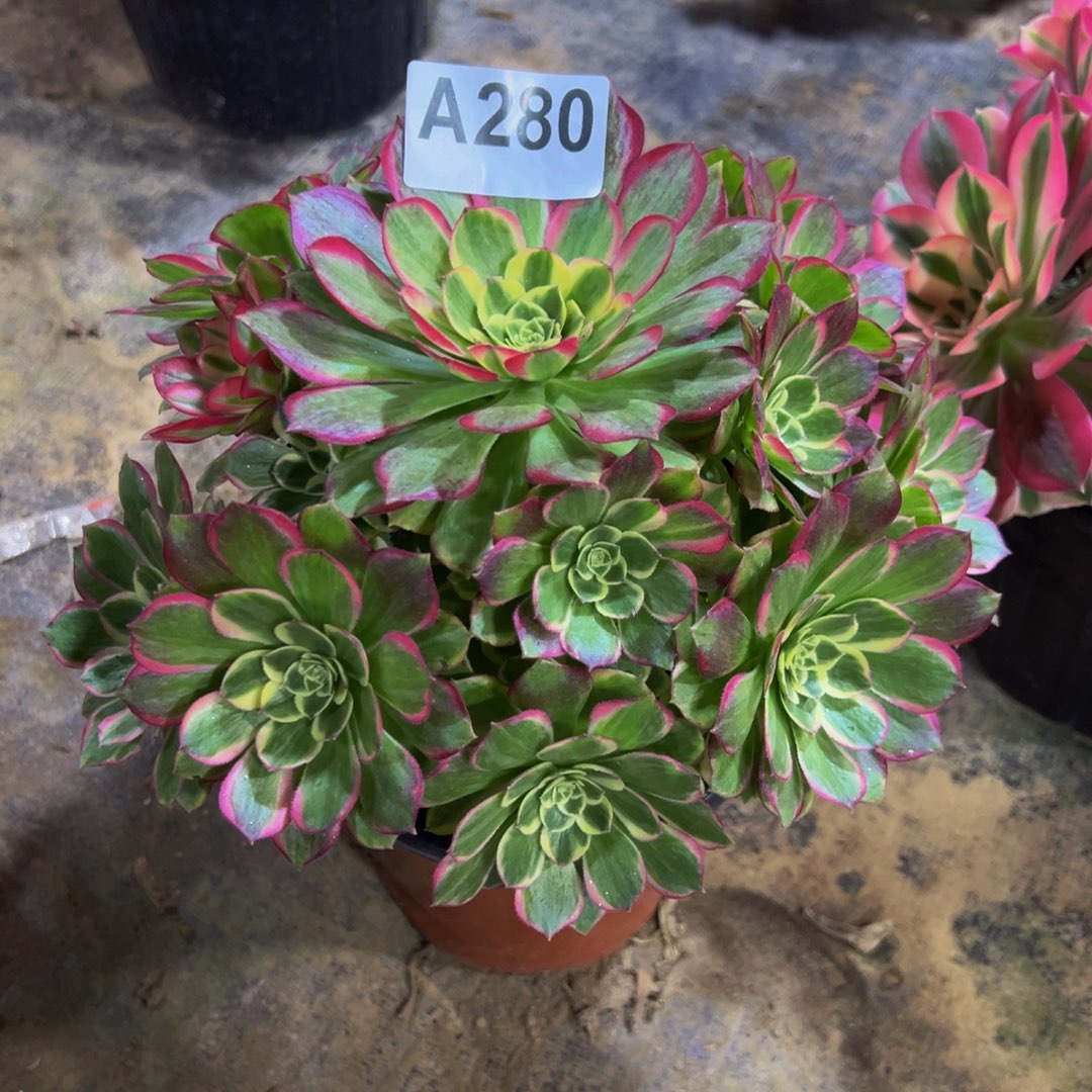 ，***然无花朵孔雀翎法师280