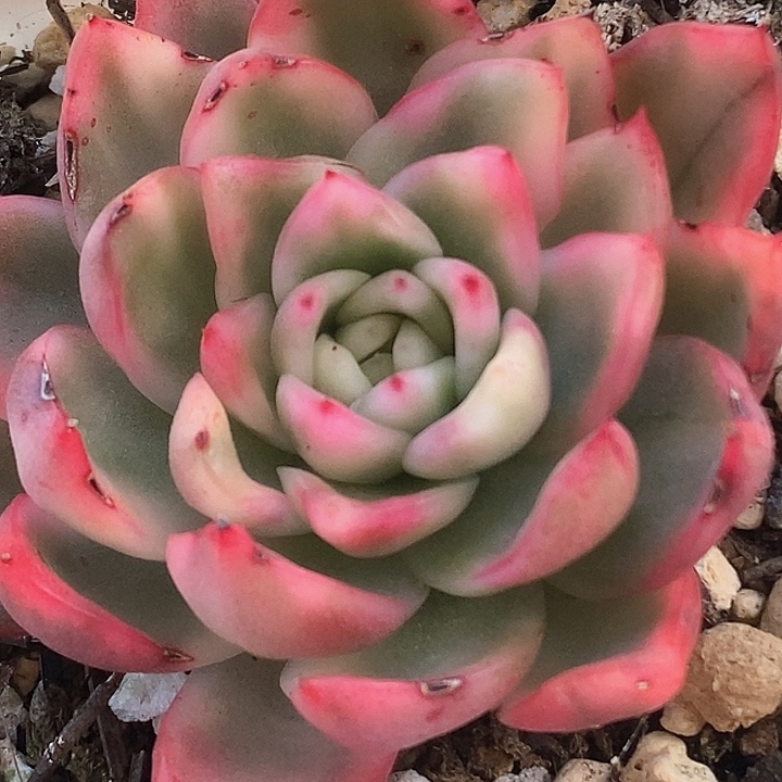 南塔南塔一物一拍，