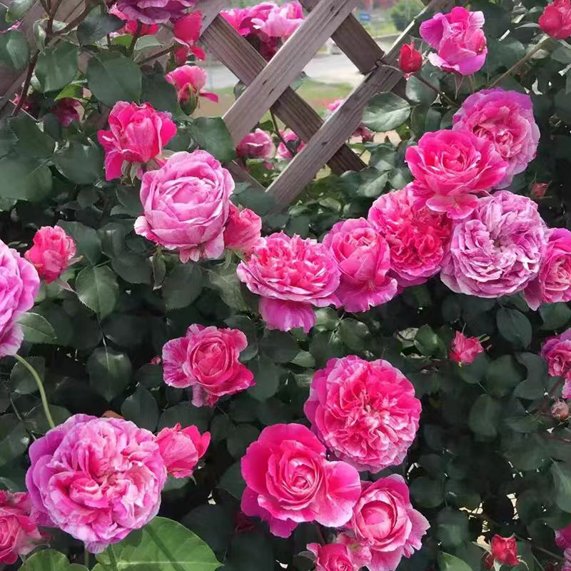 依蕾莎斯特浓香型大花藤本月季