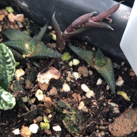 教****师原始黑肌侧牙2颗