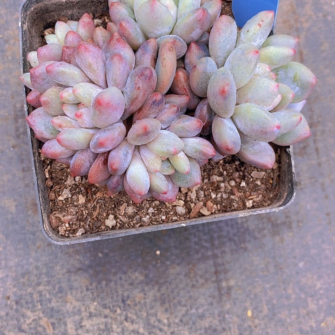 依*A多肉植物老桩