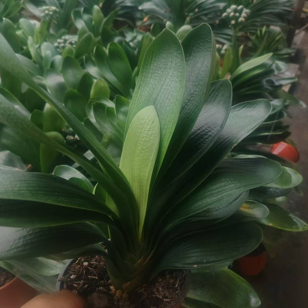 君子兰盆栽室内花卉好养当年开花原盆原土发货