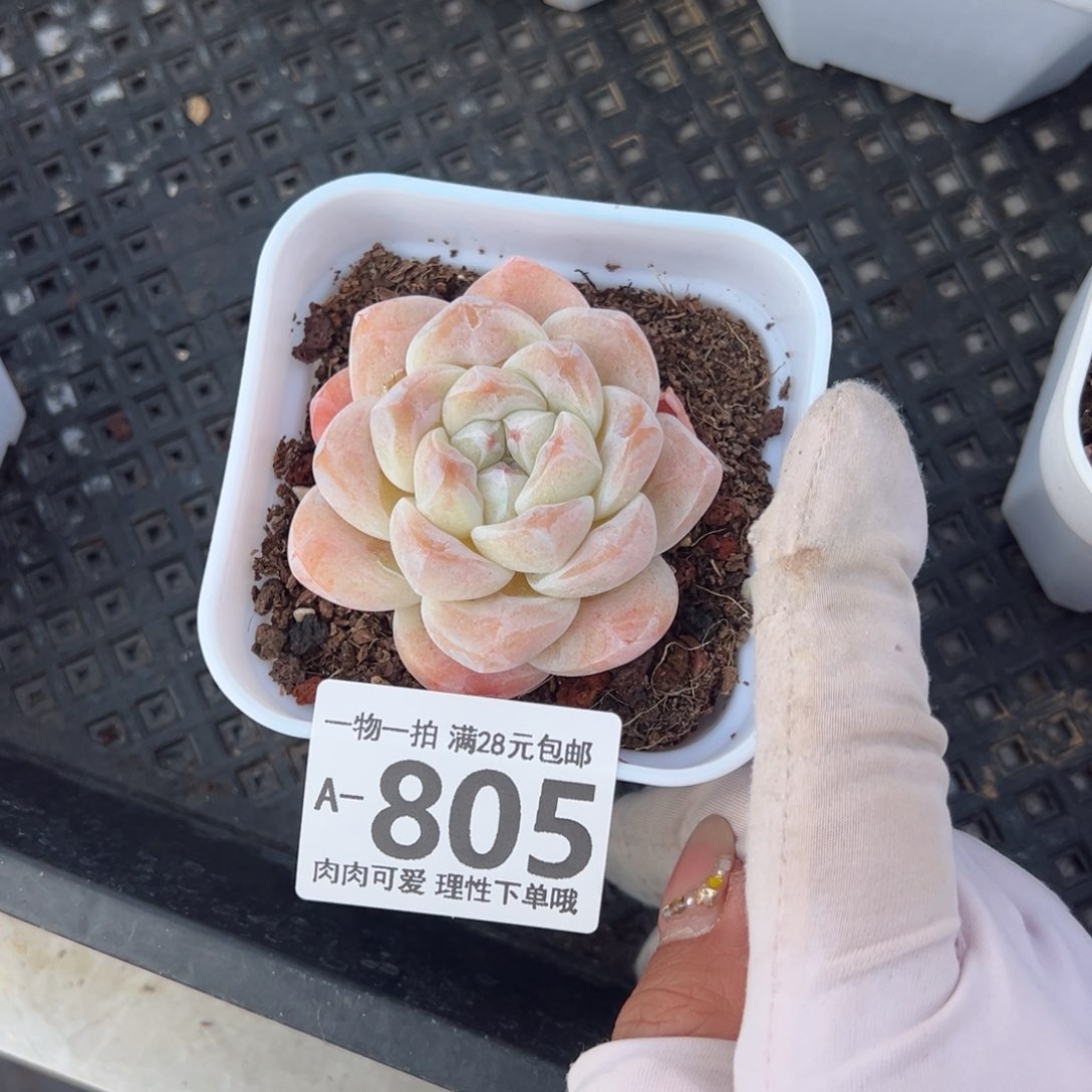 冰玉，多肉多肉多肉多肉