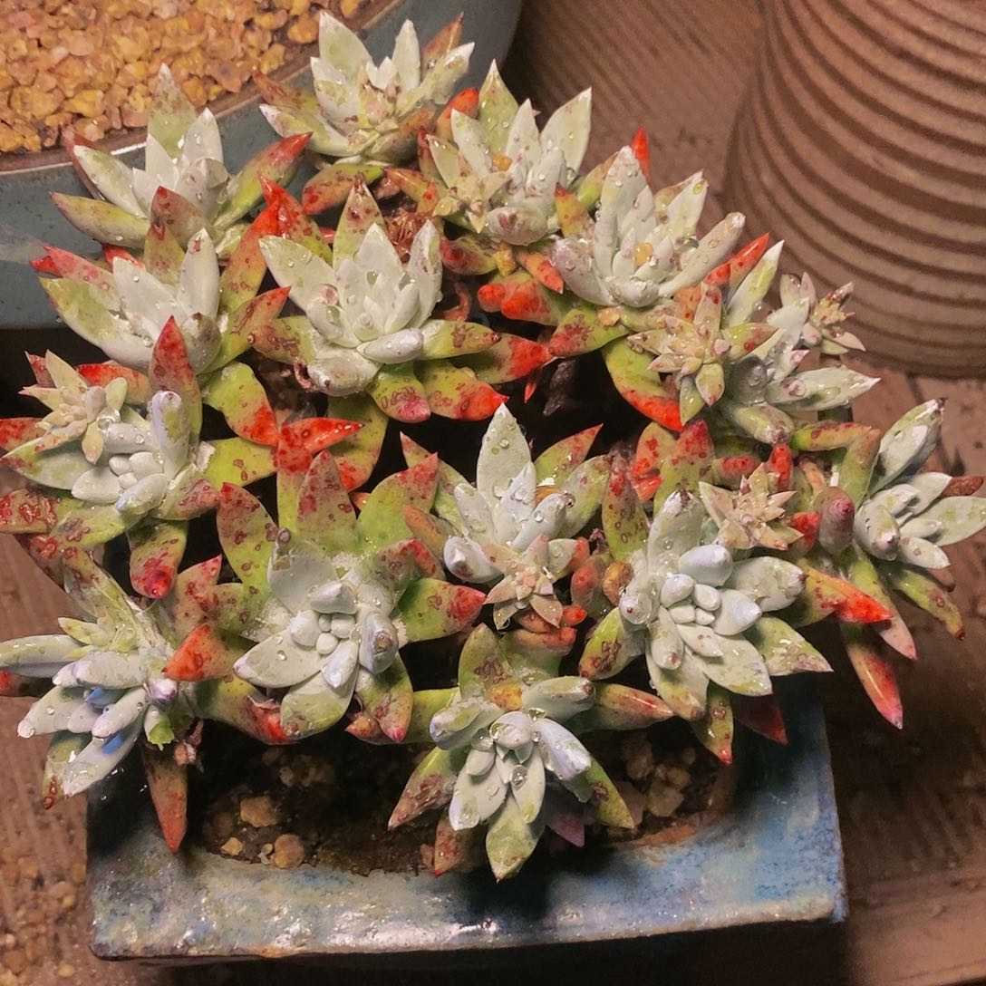 【闪购商品】哈哈哈哈苹果拇指1188多肉