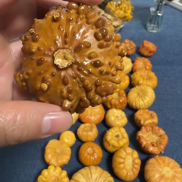 劉***銘墨西哥七彩疙瘩葫芦