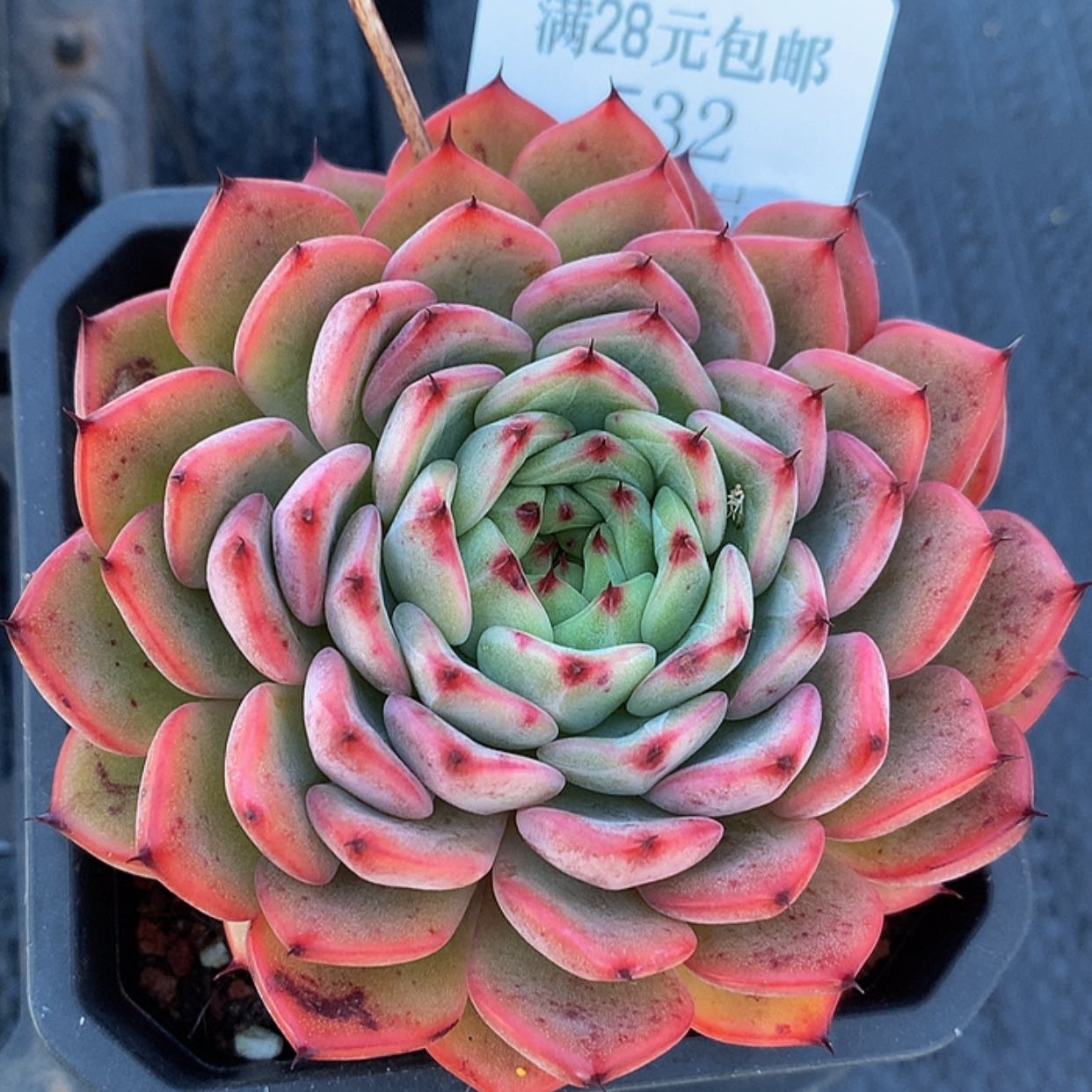 【闪购商品】云532