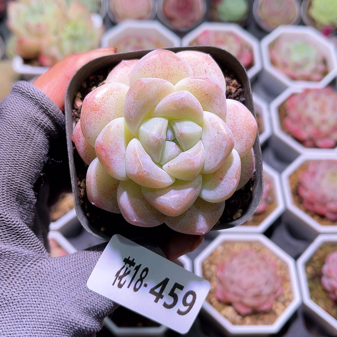 花18-459冰玉单头
