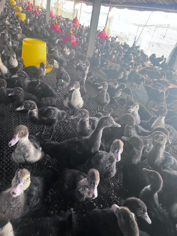 【顺丰包邮】大种红脸番鸭鸳鸯鸭火鸭屯鸭剑鸭西洋鸭生鲜冷链发货