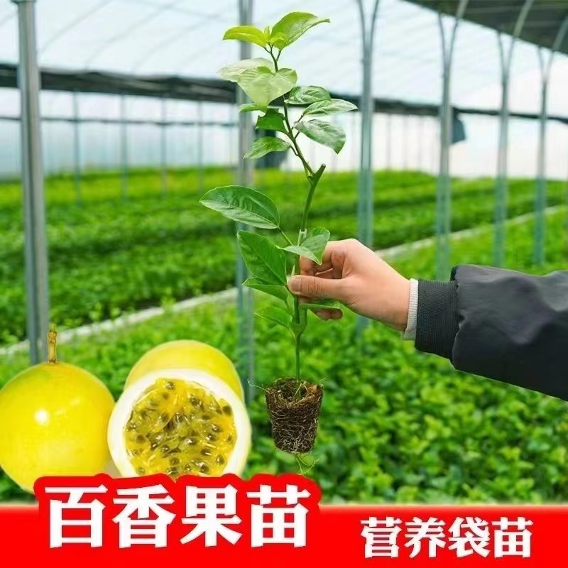 黄金百香果正宗水果苗苗嫁接树种植易结果快爬藤苗水果树苗