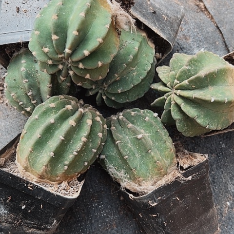 264处理六个短毛丸