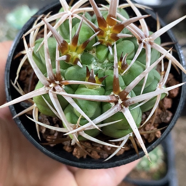 孤品实生顶级粗刺五十铃碧岩玉5.2cm