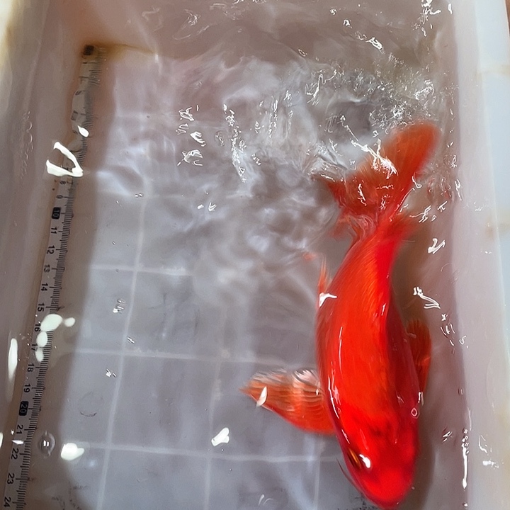 蝴蝶鲤鱼渔场直发32