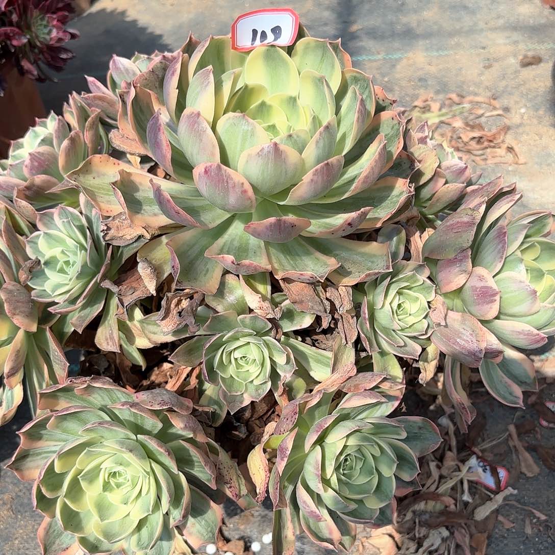 109香锦多肉植物绿植