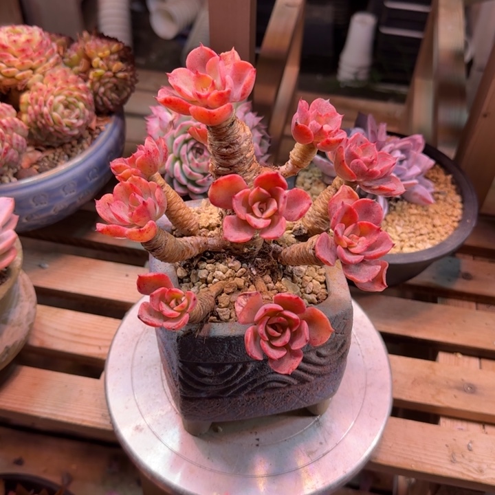 泪无恒多肉植物fhchvhjggg