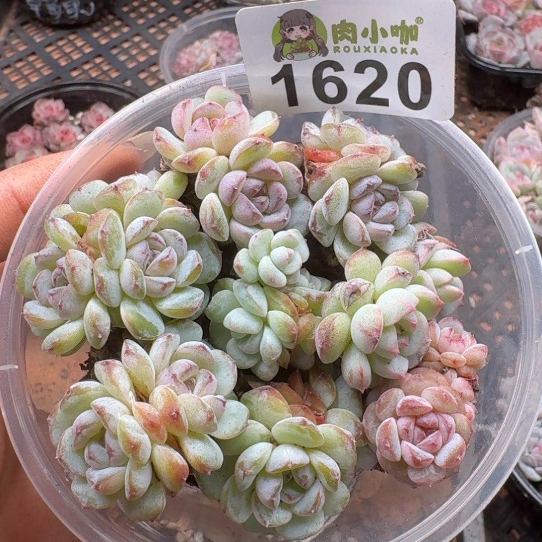 多肉植物多肉植物