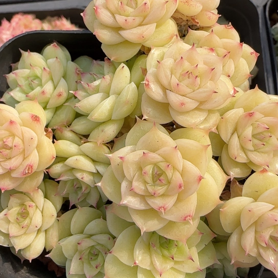 花语逸境0218-152散