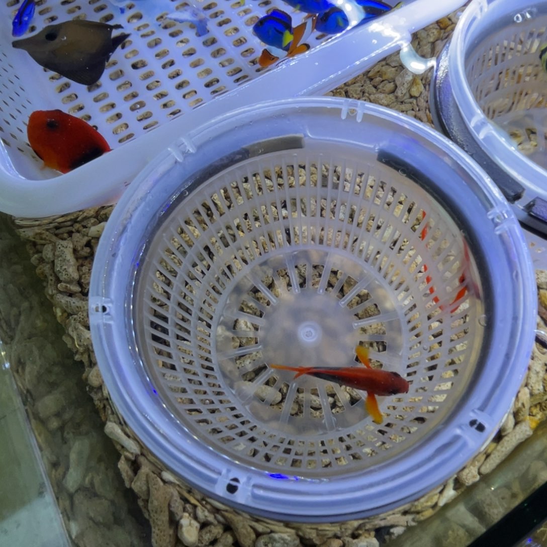 海水鱼苹果一条顺丰包邮