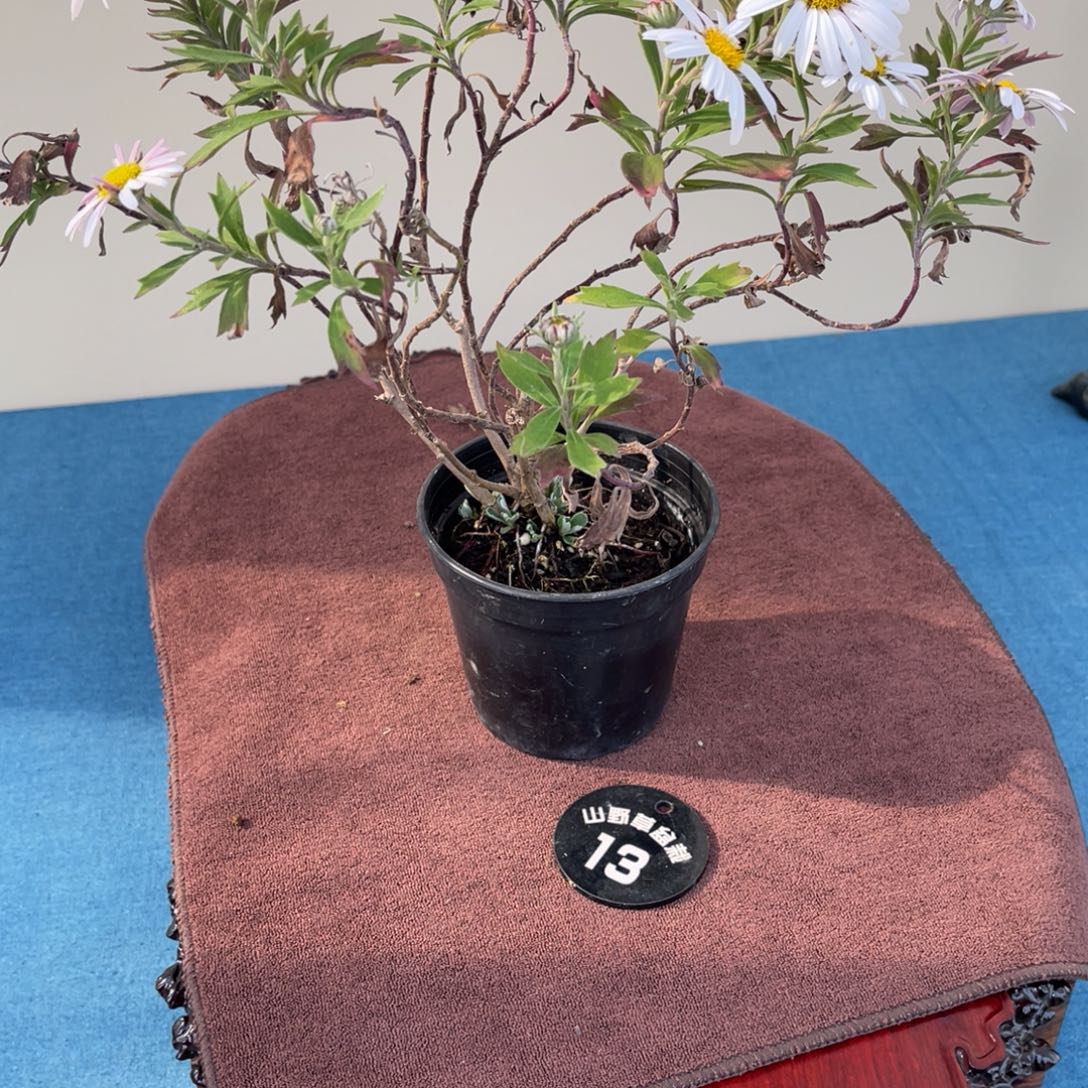 樱***舞完全开放盆栽植物