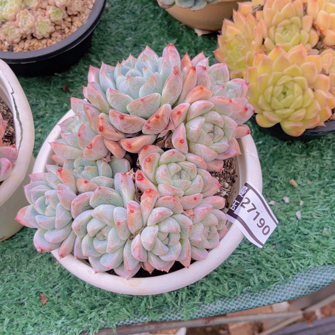冰山美人多肉植物27190
