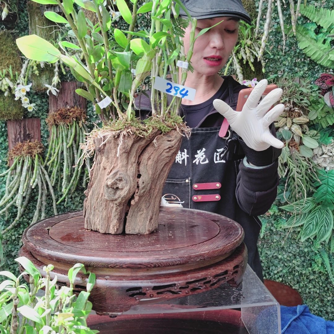 294具槽红杓唇金钗绿植花卉微景观