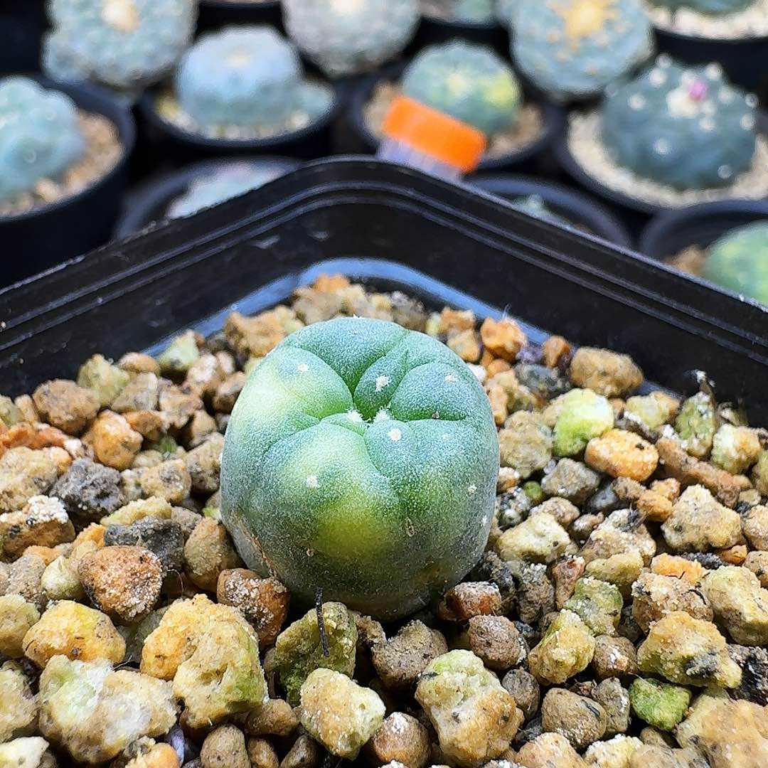 阴阳散斑实生海鲜锦y1.8 06018