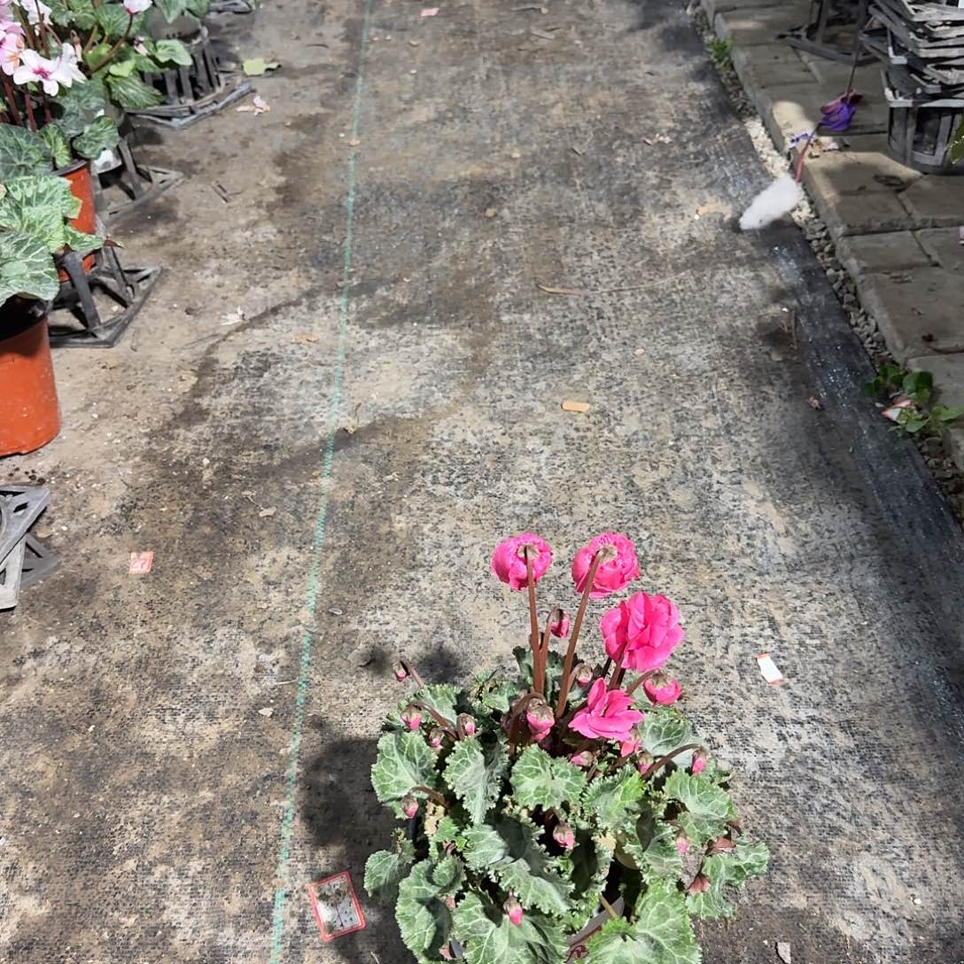 无花朵玫瑰饼仙客来