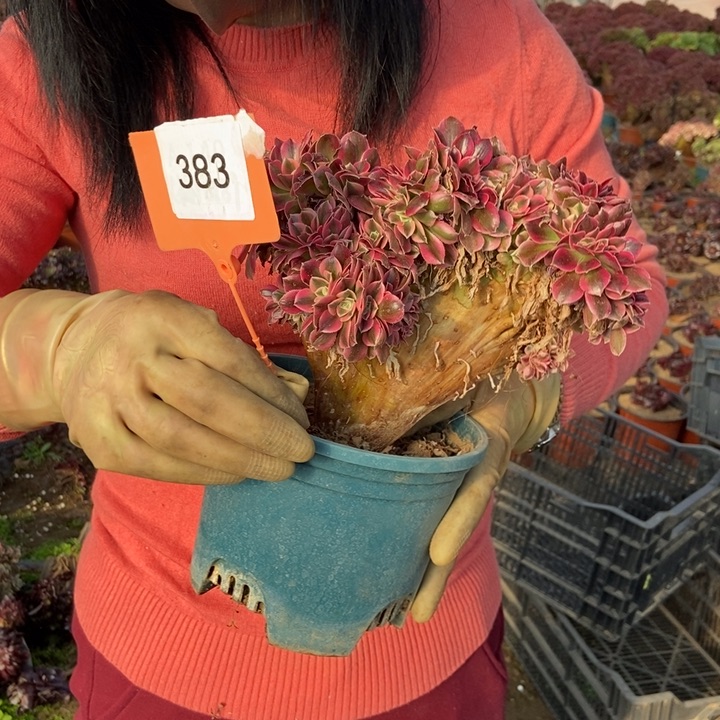 草***?383女巫缀化老桩