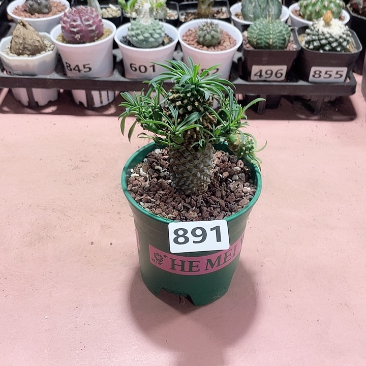 891铁甲麒麟大戟