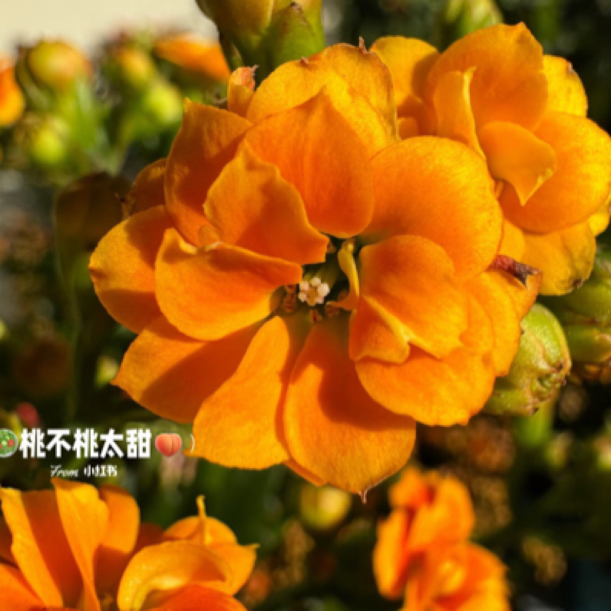 橙色渐变【金玉满堂】110盆