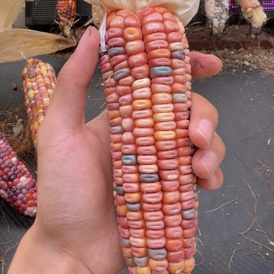 米***夏柏香籽/百香籽吊坠