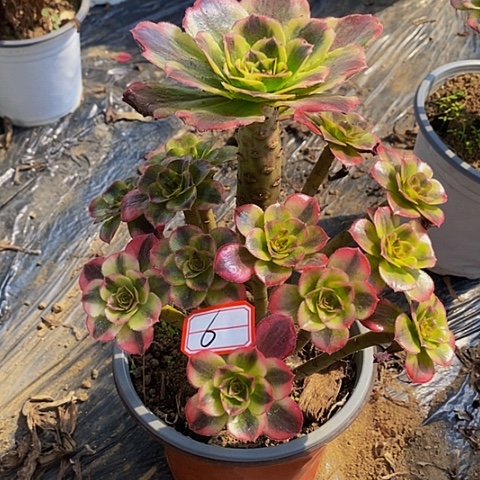 魅影老桩捧花6号链接