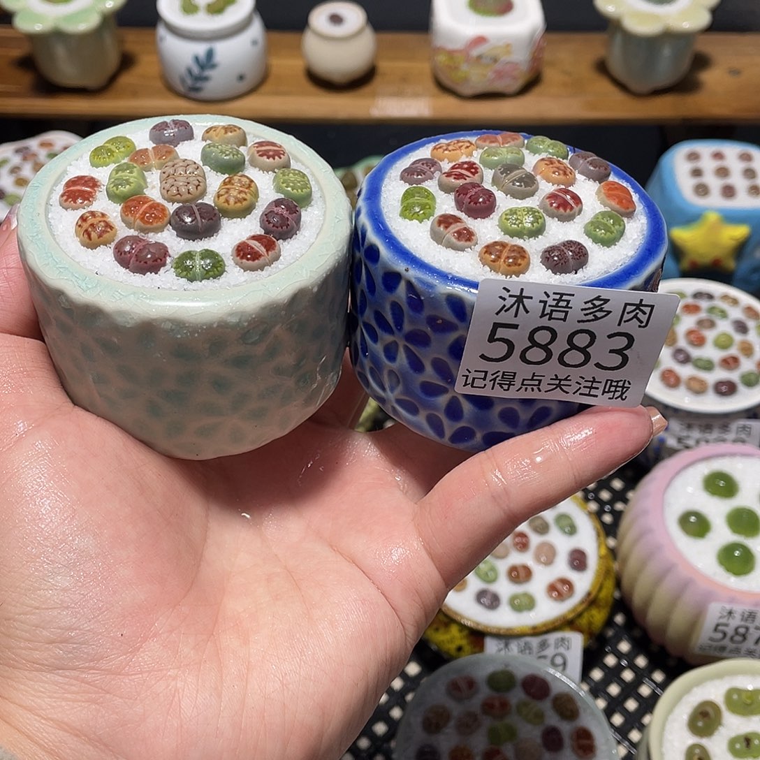 带盆土植物 一物一拍5883