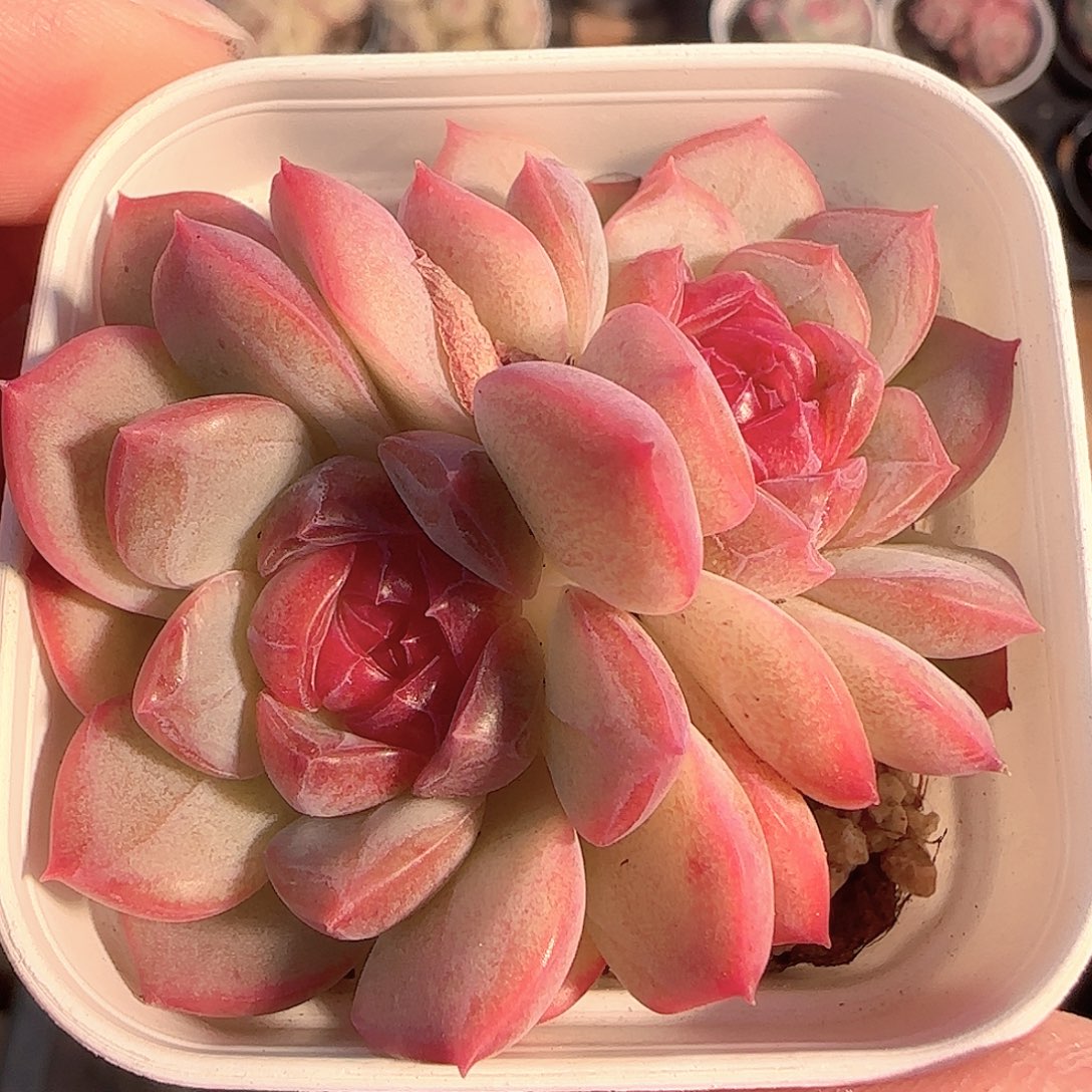 多肉1130-229糖心糖心