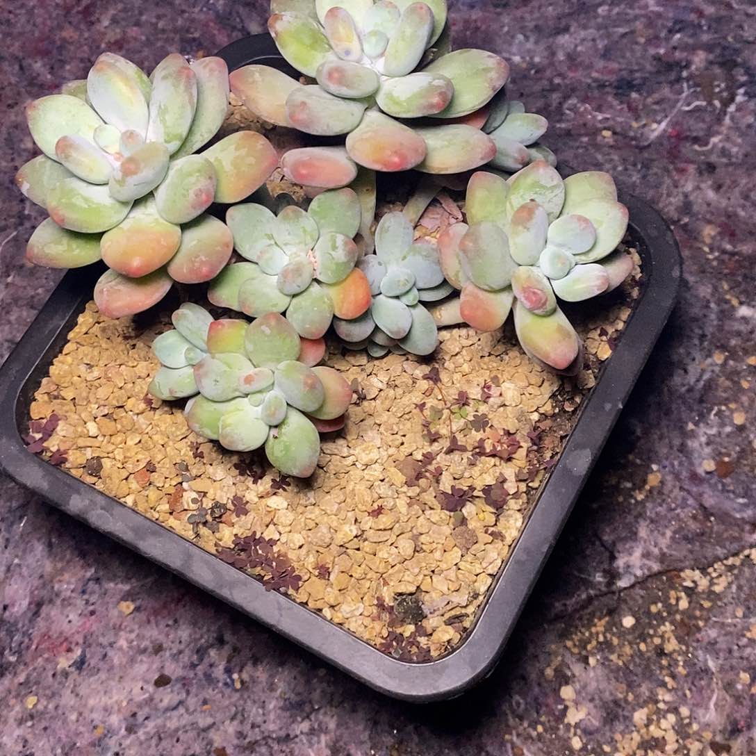 打*死一物一拍，豆豆奶多肉