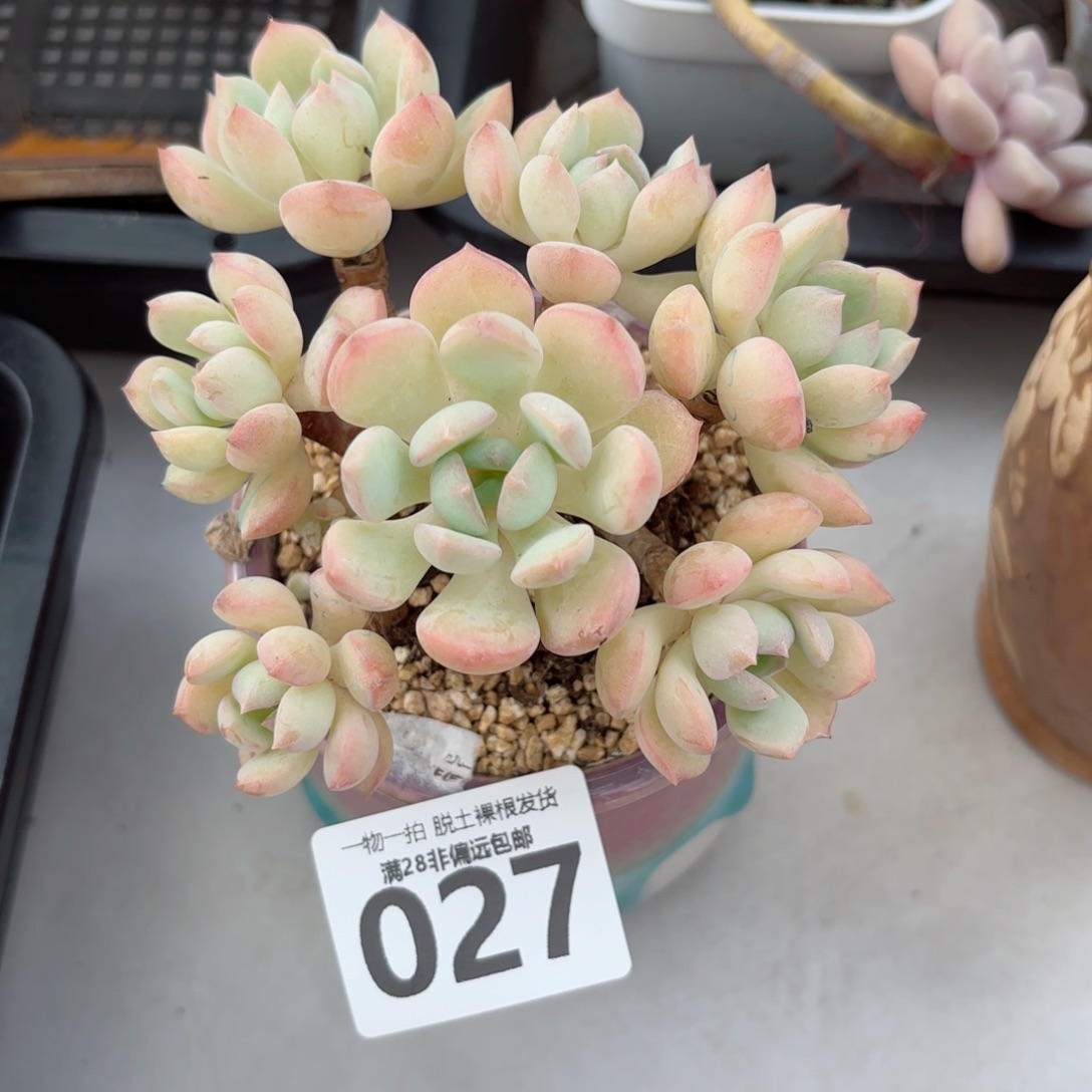 蜜桃格林老桩无盆土发货