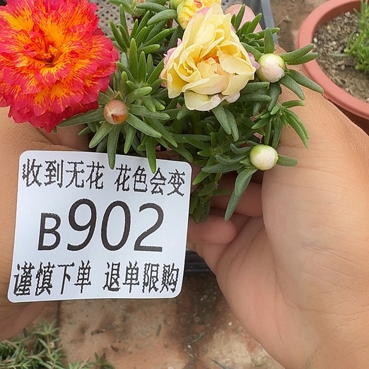 无花朵B902红纸醉奇异果无根枝条2枝一组