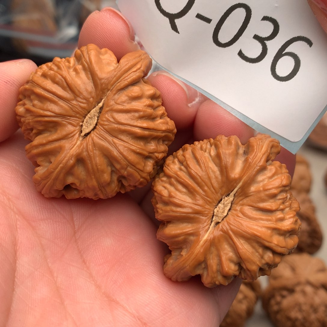 文玩核桃把件42白狮子…………