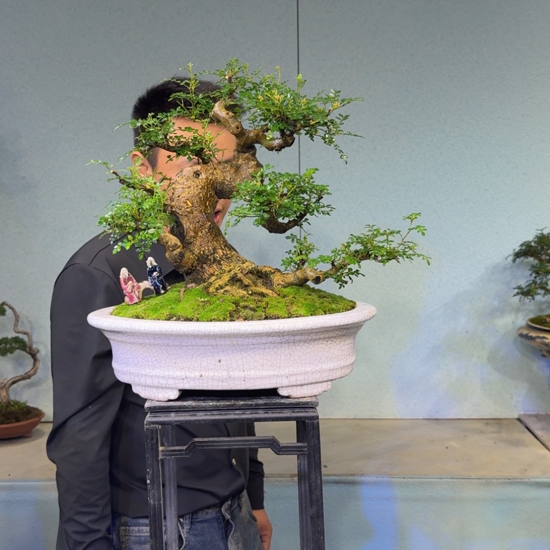 卓***者无花朵清香胡椒木盆景