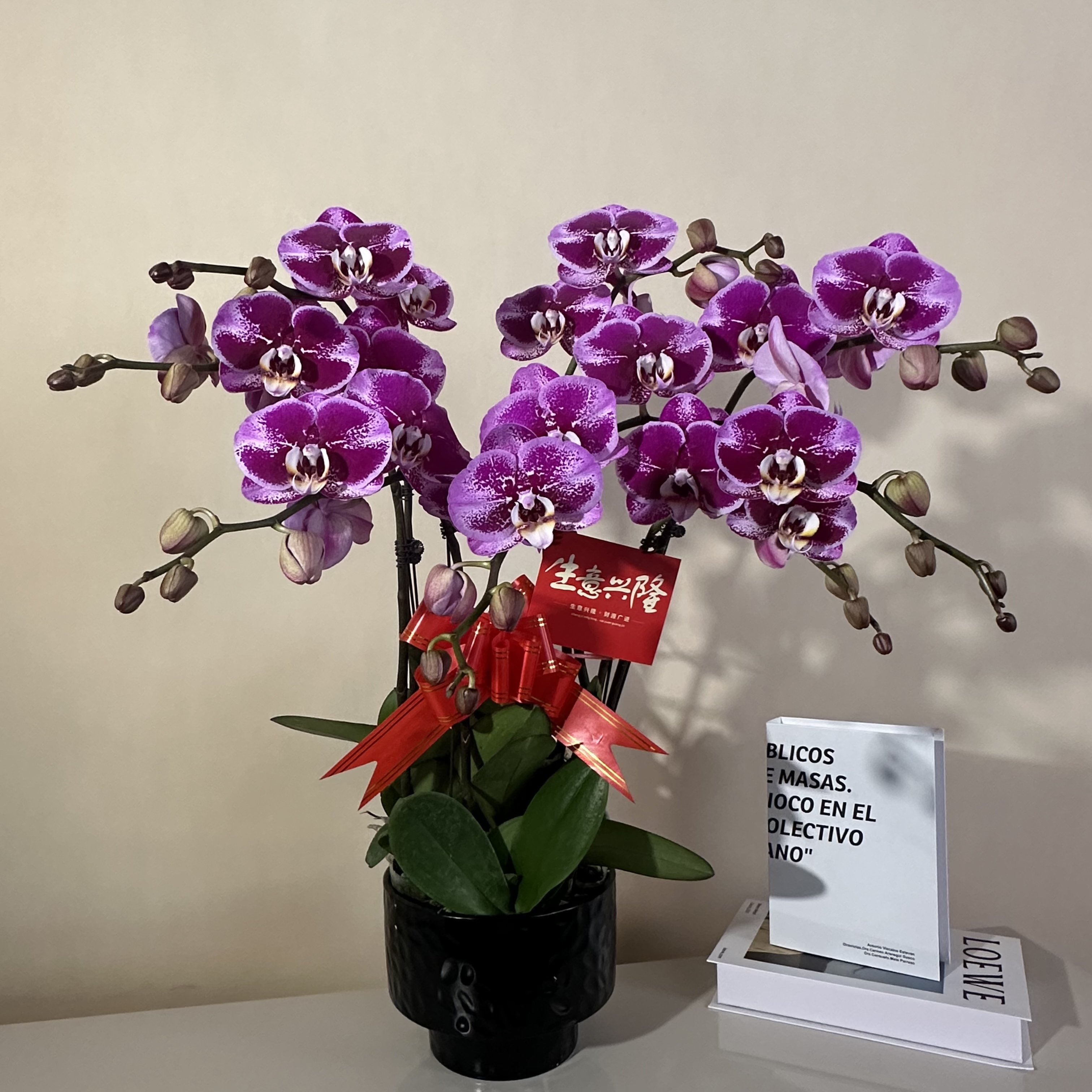 鼎胜【鸿运】蝴蝶兰盆栽花卉观花植物室内四季开花优质耐旱陶瓷盆
