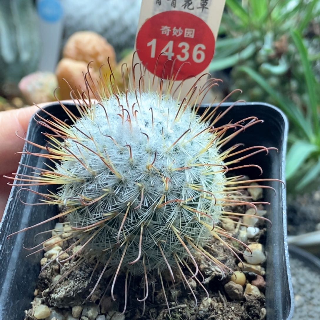 实生雪顶割刺丰明丸3.9cm