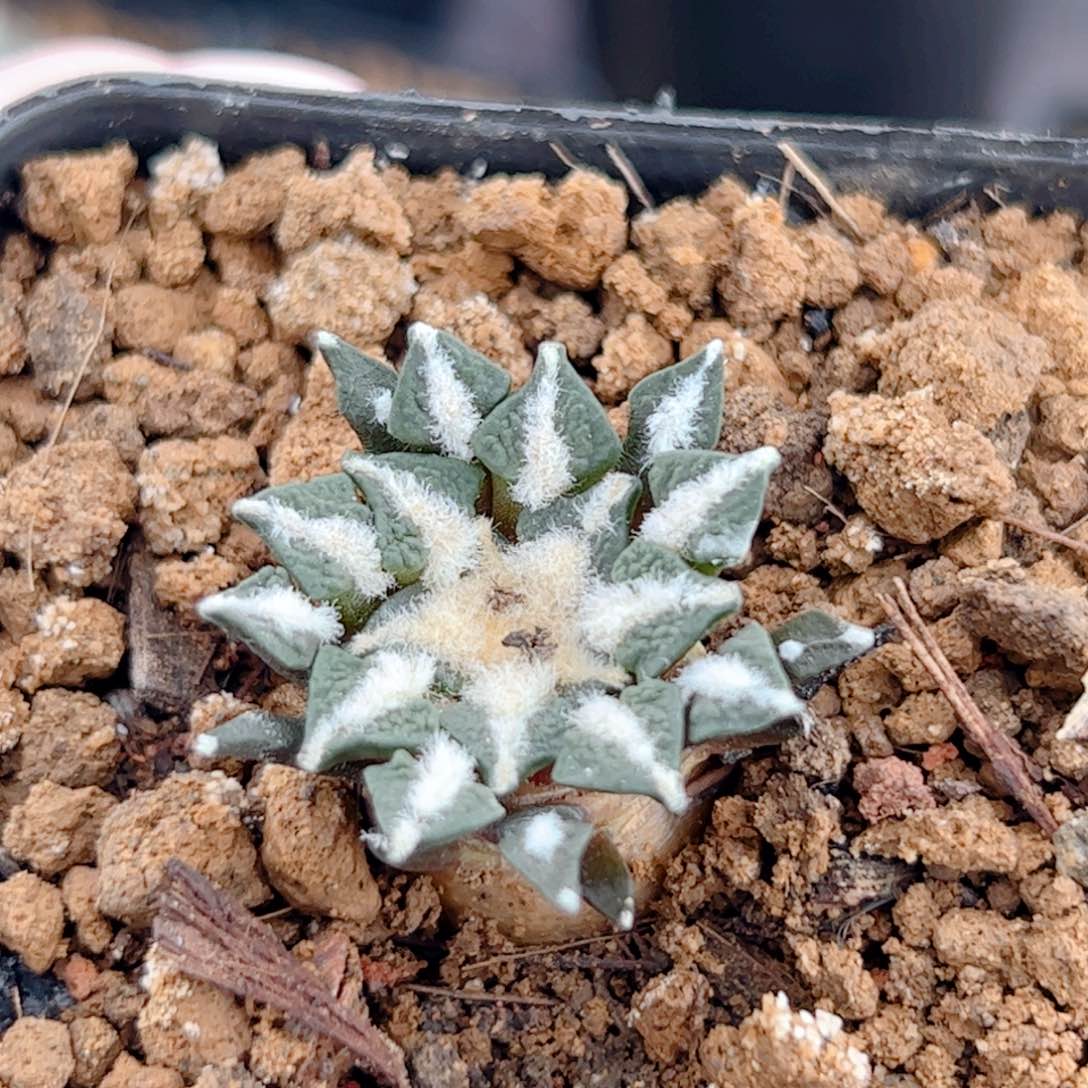 实生 黑牡丹仙人球