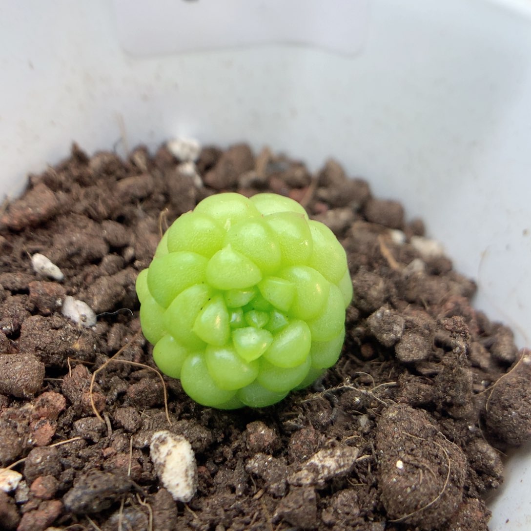 Q157绿水鬼，20包邮两天凑单