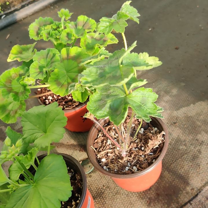 完全开放啦，啦啦啦啦啦啦啦